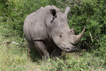 Obraz premium Closeup head portrait of an endangered southern white rhinoceros (Ceratotherium simum simum) in Kruger National Park, South Africa