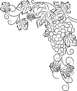 Black and white outline drawing of a vine with a bunch of grapes. Simple vector illustration of a climbing plant with fruits for coloring book