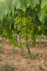 Unripe, immature grapes. In the vine branch, between the vineyard.	
