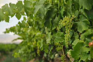 Unripe, immature grapes. In the vine branch, between the vineyard.	
