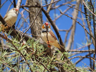 Zebra Finch (Taeniopygia guttata) pair watching from tree