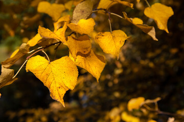 Autumn landscape, yellow leaf on a tree branch in city Park.