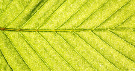 Organic ecology pattern. Macro leaf background