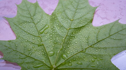 Fototapeta premium Drops of transparent rain water on a leaf. Floral macro background