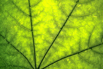 Organic ecology pattern. Macro leaf background