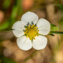 wild, woodland, Alpine, Carpathian or European strawberry, or fraisier des bois flower