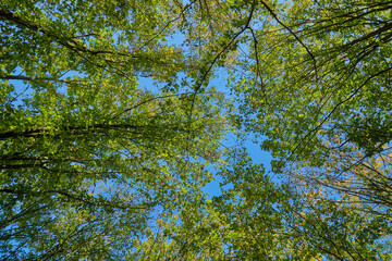 Looking up at the blue sky in the forest