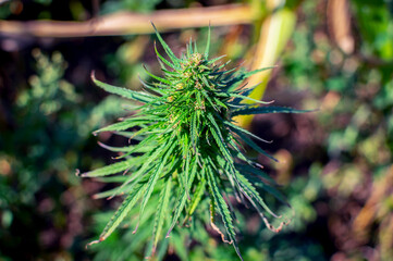 Ripe cannabis plant. Marijuana close-up. Hemp Illuminated by sunlight. Shallow depth of field and blurred background. Selective focus.