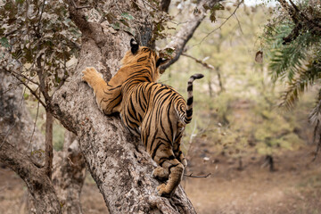 Adult wild male bengal tiger trying to climb and balance over tree trunk while on morning stroll...
