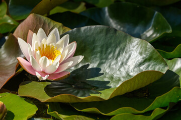 water lily, water rose or white nenuphar (Nymphaea alba) flower