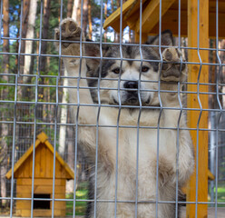 Beautiful and kind shepherd Alaskan Malamute stood on its hind legs