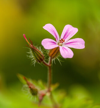 herb-Robert, red robin, death come quickly, storksbill, fox geranium, stinking Bob, squinter-pip or crow's foot (Geranium robertianum) flower