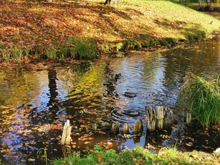 pond in autumn