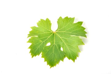 Vine leaves on a white background