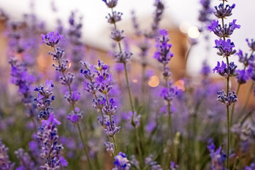 Blooming lavender flowers close-up.