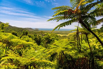 Fototapeta na wymiar ferns in tropic australia