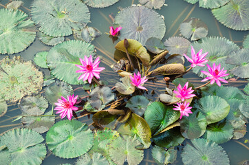 Group of lotus blossoms in a pond, Sukhothai, Thailand