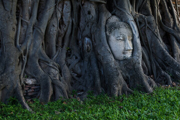 Fototapeta na wymiar Buddha head embedded in a Banyan tree . Ancient Thai temples in Thailand