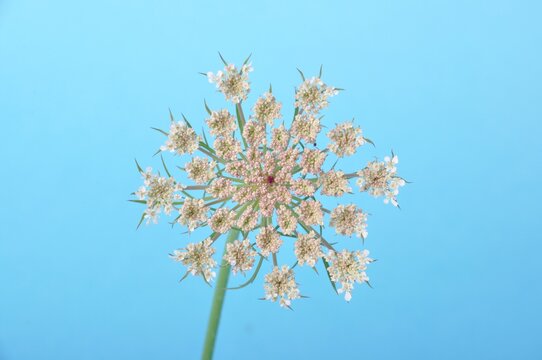 Wild carrot flower on blue background