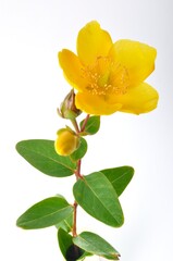 Ornamental St. John's Wort on a white background