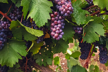 Grapes on the vineyard after the rain.