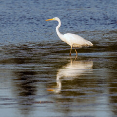Great Egret