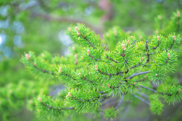 Closeup of fresh green long pine needles