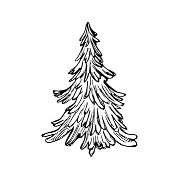Hand-drawn Christmas tree. Sketch illustration, linear art.
