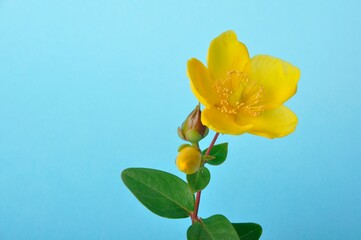 Obraz premium Ornamental St. John's Wort on a blue background