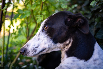 Greyhound dog portrait. Dog in the summer green garden. View from above.