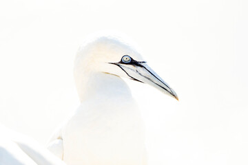 One wild bird in the wild, Northern Gannet on the island of Helgoland on the North Sea in Germany. In high-key