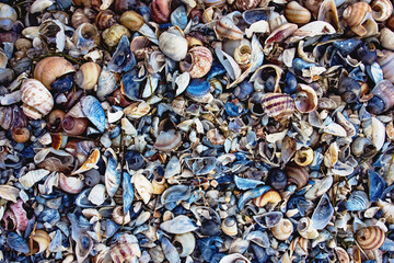 Seashells of different types and sizes on the beach