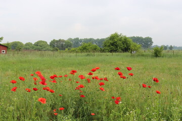Red poppies blooming on the summer meadow