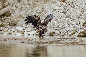 White Tailed Eagle (Haliaeetus albicilla) in flight. Also known as the ern, erne, gray eagle, Eurasian sea eagle and white-tailed sea-eagle. Wings Spread. Poland, Europe. Birds of prey.