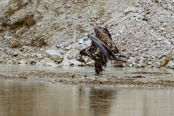 White Tailed Eagle (Haliaeetus albicilla) in flight. Also known as the ern, erne, gray eagle, Eurasian sea eagle and white-tailed sea-eagle. Wings Spread. Poland, Europe. Birds of prey.
