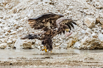 White Tailed Eagle (Haliaeetus albicilla) in flight. Also known as the ern, erne, gray eagle, Eurasian sea eagle and white-tailed sea-eagle. Wings Spread. Poland, Europe. Birds of prey.