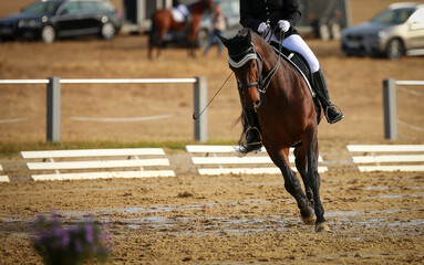 Dressage horse initiating a turn at trot during dressage test, front view, photographed with space for text on the left..