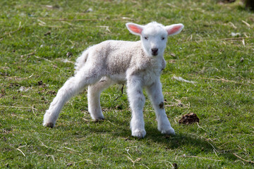 Newly born lamb