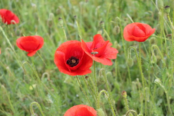 Red poppies blooming on a summer meadow