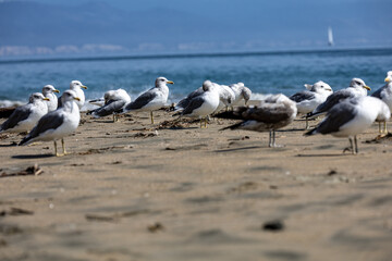 Seagull on the beach 
