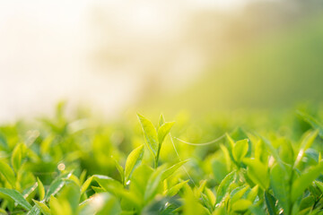 Green tea buds and leaves at early morning on plantation
