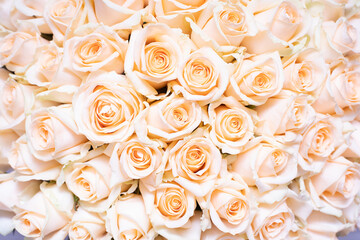 close-up of Cream pastel rose