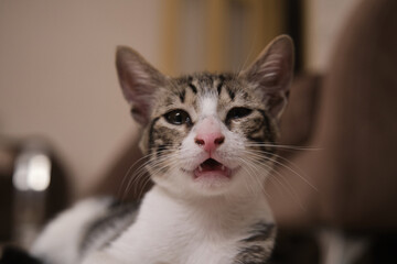 Sick, sluggish, runny nose domestic cat. Tabby and in white colors  © ozencdeniz