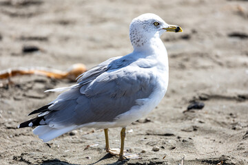 Seagull on the beach 