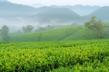 Fototapeta na wymiar Green tea plantation at early morning