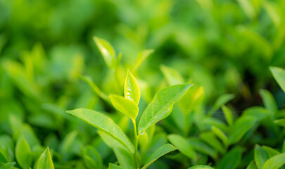 Green tea buds and leaves at early morning on plantation