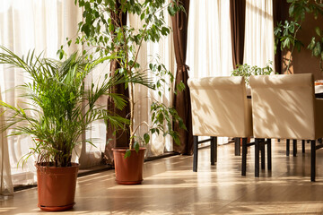 Interior in pastel colors using indoor plants: dracaena, ficus. Gentle beige background with green plants.