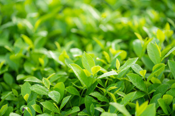 Green tea buds and leaves at early morning on plantation