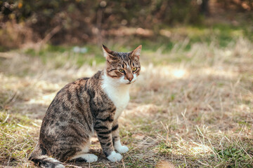 Funny striped gray adult cat sits on the grass in the park