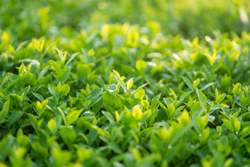 Green tea buds and leaves at early morning on plantation